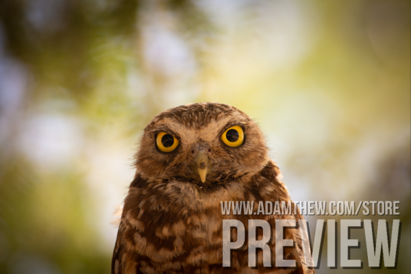 Burrowing Owl Staring Contest