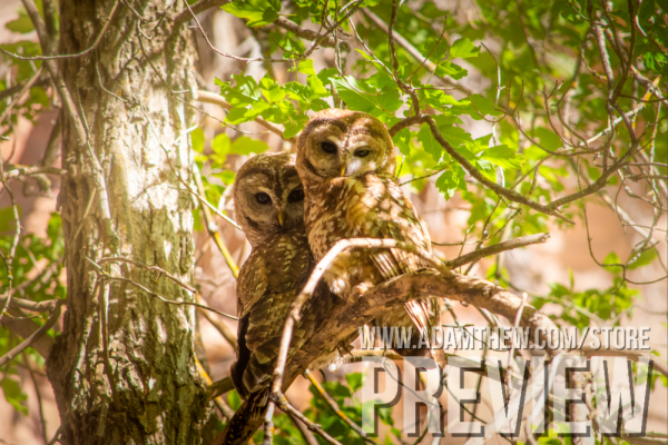 Lovebirds, Mexican Spotted Owls