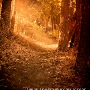 Rays Of Light And Leaves Across Forest Path In Autumn