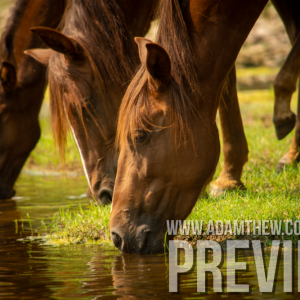 Thirsty Horses Drink From River (2)