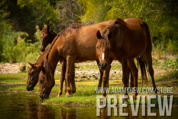 Thirsty Horses Drink From River (1)