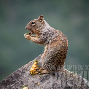Squirrel Enjoying Lunch