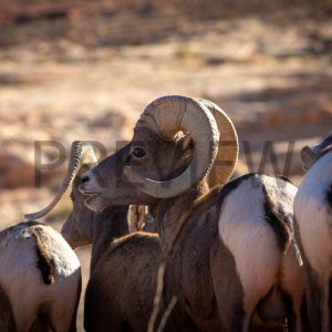 Herd of Rams